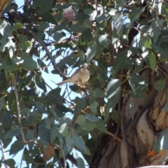 Melithreptus brevirostris (Brown-headed Honeyeater) at Majura, ACT - 6 Nov 2019 by TomT