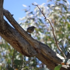 Melithreptus brevirostris at Majura, ACT - 6 Nov 2019