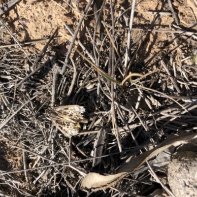 Synemon plana (Golden Sun Moth) at Throsby, ACT - 11 Nov 2019 by JasonC