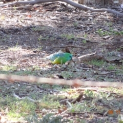 Psephotus haematonotus (Red-rumped Parrot) at Majura, ACT - 6 Nov 2019 by TomT