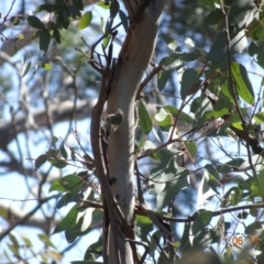 Smicrornis brevirostris (Weebill) at Majura, ACT - 6 Nov 2019 by TomT