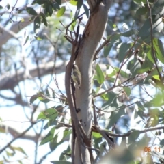 Smicrornis brevirostris at Majura, ACT - 6 Nov 2019 09:45 AM