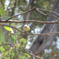 Gerygone olivacea (White-throated Gerygone) at Mount Ainslie - 5 Nov 2019 by TomT