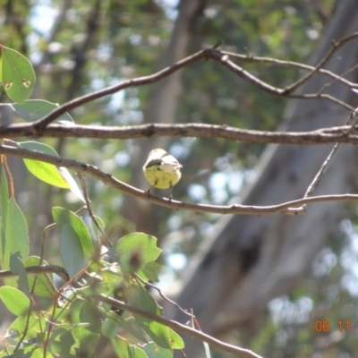 Gerygone olivacea (White-throated Gerygone) at Majura, ACT - 5 Nov 2019 by TomT