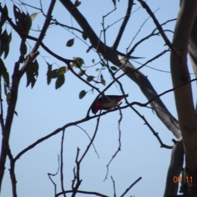 Dicaeum hirundinaceum (Mistletoebird) at Majura, ACT - 6 Nov 2019 by TomT