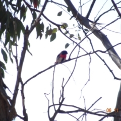 Dicaeum hirundinaceum at Majura, ACT - 6 Nov 2019 09:42 AM