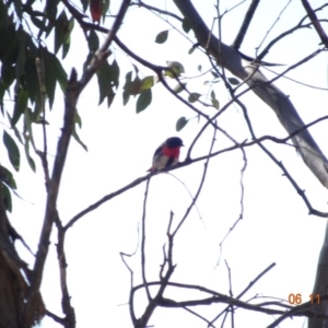 Dicaeum hirundinaceum at Majura, ACT - 6 Nov 2019 09:42 AM