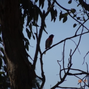 Dicaeum hirundinaceum at Majura, ACT - 6 Nov 2019 09:42 AM