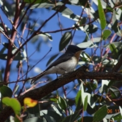 Myiagra rubecula (Leaden Flycatcher) at Majura, ACT - 6 Nov 2019 by TomT