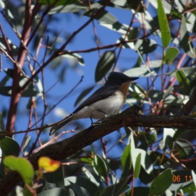 Myiagra rubecula (Leaden Flycatcher) at Campbell Park Woodland - 5 Nov 2019 by TomT