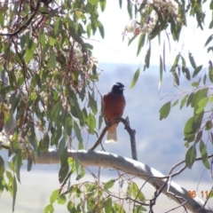 Artamus superciliosus (White-browed Woodswallow) at Majura, ACT - 5 Nov 2019 by TomT