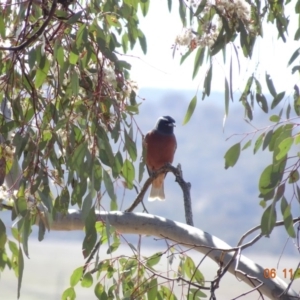 Artamus superciliosus at Majura, ACT - 6 Nov 2019