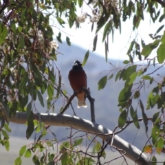 Artamus superciliosus at Majura, ACT - 6 Nov 2019