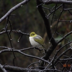 Zosterops lateralis (Silvereye) at Deakin, ACT - 3 Nov 2019 by TomT