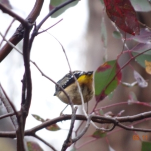 Pardalotus punctatus at Deakin, ACT - 3 Nov 2019