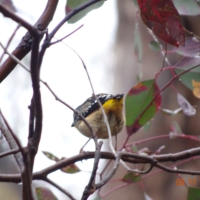 Pardalotus punctatus (Spotted Pardalote) at Deakin, ACT - 3 Nov 2019 by TomT