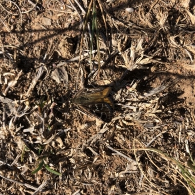 Synemon plana (Golden Sun Moth) at Throsby, ACT - 11 Nov 2019 by JasonC