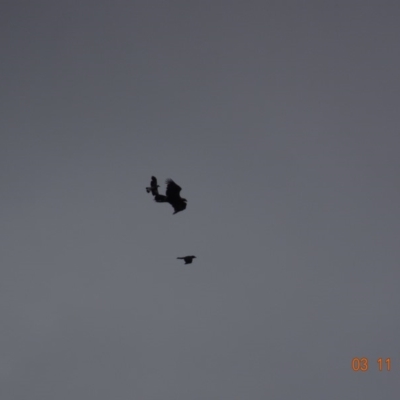 Aquila audax (Wedge-tailed Eagle) at Garran, ACT - 3 Nov 2019 by TomT