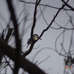 Todiramphus sanctus (Sacred Kingfisher) at Red Hill, ACT - 2 Nov 2019 by TomT