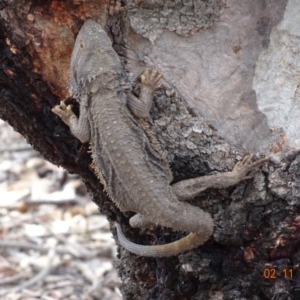 Pogona barbata at Red Hill, ACT - 2 Nov 2019