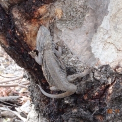 Pogona barbata at Red Hill, ACT - 2 Nov 2019