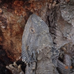 Pogona barbata at Red Hill, ACT - 2 Nov 2019