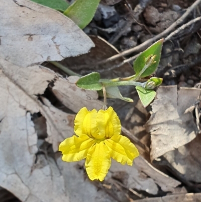 Goodenia hederacea subsp. hederacea (Ivy Goodenia, Forest Goodenia) at Denman Prospect, ACT - 11 Nov 2019 by AaronClausen