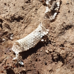 Aprasia parapulchella at Denman Prospect, ACT - suppressed