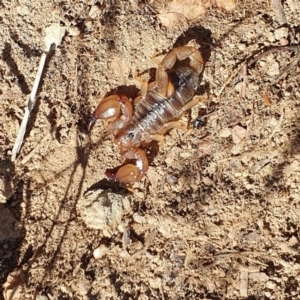 Urodacus manicatus at Denman Prospect, ACT - 11 Nov 2019 04:26 PM