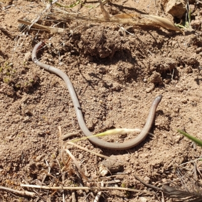 Aprasia parapulchella (Pink-tailed Worm-lizard) at Denman Prospect, ACT - 11 Nov 2019 by AaronClausen