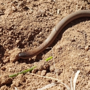 Aprasia parapulchella at Denman Prospect, ACT - 11 Nov 2019