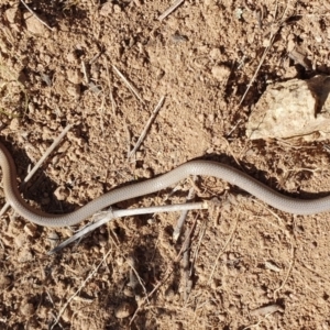 Aprasia parapulchella at Denman Prospect, ACT - 11 Nov 2019