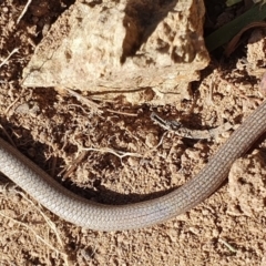 Aprasia parapulchella at Denman Prospect, ACT - suppressed