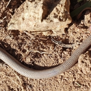 Aprasia parapulchella at Denman Prospect, ACT - suppressed