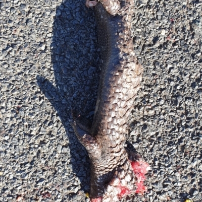 Tiliqua rugosa (Shingleback Lizard) at Denman Prospect, ACT - 11 Nov 2019 by AaronClausen