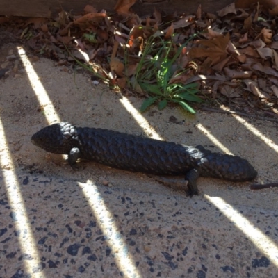 Tiliqua rugosa (Shingleback Lizard) at Hackett, ACT - 11 Nov 2019 by WalterEgo