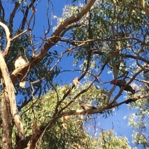 Callocephalon fimbriatum at Ainslie, ACT - suppressed