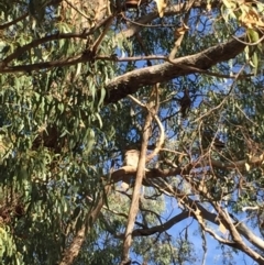 Podargus strigoides (Tawny Frogmouth) at Ainslie, ACT - 10 Nov 2019 by WalterEgo