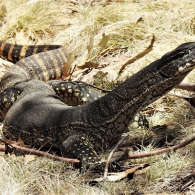 Varanus rosenbergi (Heath or Rosenberg's Monitor) at Mount Clear, ACT - 11 Nov 2019 by JohnBundock