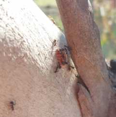 Monophlebulus sp. (genus) (Giant Snowball Mealybug) at Melrose - 10 Nov 2019 by Bruns