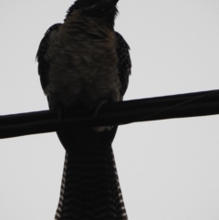 Eudynamys orientalis (Pacific Koel) at Aranda, ACT - 11 Nov 2019 by KMcCue