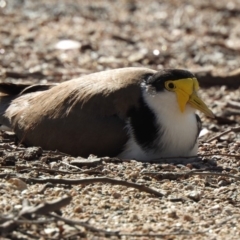 Vanellus miles (Masked Lapwing) at Paddys River, ACT - 9 Nov 2019 by KMcCue