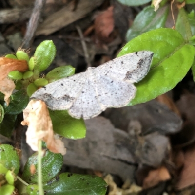 Taxeotis intextata (Looper Moth, Grey Taxeotis) at Kingston, ACT - 11 Nov 2019 by Jubeyjubes