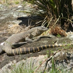 Varanus rosenbergi at Rendezvous Creek, ACT - suppressed