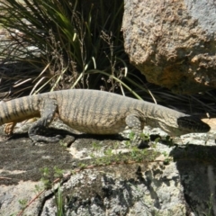 Varanus rosenbergi at Rendezvous Creek, ACT - suppressed