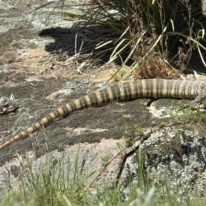 Varanus rosenbergi at Rendezvous Creek, ACT - suppressed