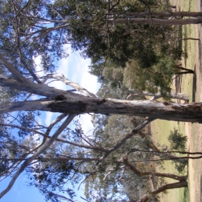 Eucalyptus globulus subsp. bicostata (Southern Blue Gum, Eurabbie) at Federal Golf Course - 9 Nov 2019 by MichaelMulvaney