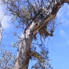 Eucalyptus blakelyi (Blakely's Red Gum) at Federal Golf Course - 9 Nov 2019 by MichaelMulvaney