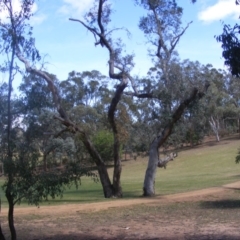Eucalyptus blakelyi (Blakely's Red Gum) at Federal Golf Course - 9 Nov 2019 by MichaelMulvaney