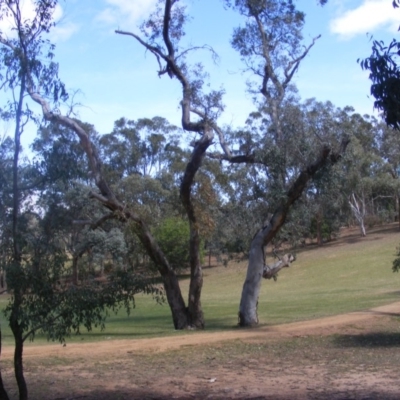 Eucalyptus blakelyi (Blakely's Red Gum) at Garran, ACT - 9 Nov 2019 by MichaelMulvaney